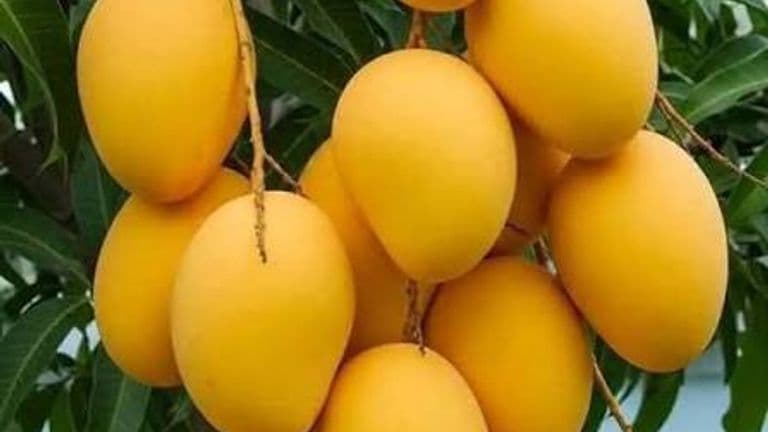 premium Banganapalle mangoes
