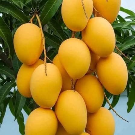 premium Banganapalle mangoes