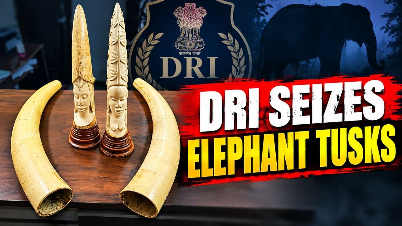 Hyderabad DRI Seizes 17 Kg Elephant Ivory, Four Tusks; Three Apprehended